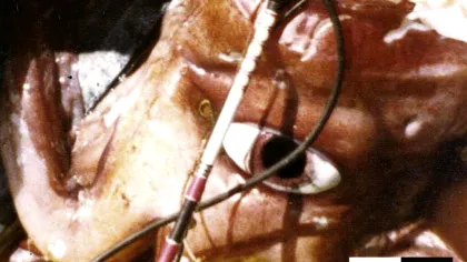 Test de cultură generală. Care animal are cei mai mari ochi din lume?