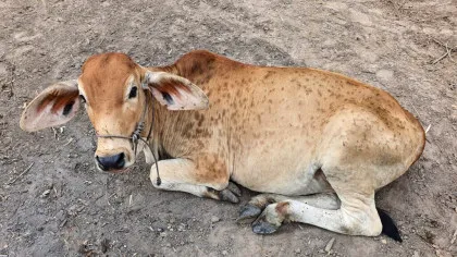 Focar de dermatoză nodulară contagioasă la bovine, confirmat în Spania. Măsurile luate de autorități