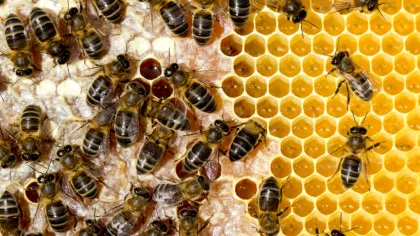 Compuși antimicrobieni găsiți în polen ar putea proteja albinele de infecții