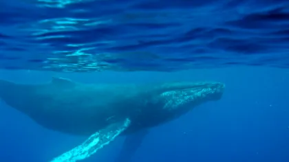 Cea mai veche înregistrare a cântecului unei balene, găsită pe un disc pierdut din 1949