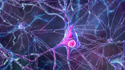 Țesut cerebral uman a fost transplantat la șoareci. Experimentul, condus de un român