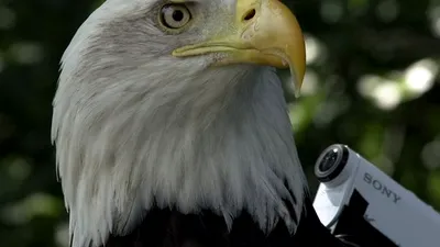 Assassin’s Creed: Syndicate – Ubisoft duce Eagle Vision la un nou nivel