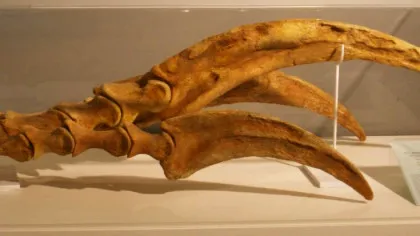 Animalul cu cele mai lungi gheară din istorie. „Probabil unul dintre cele mai bizare experimente” ale evoluției