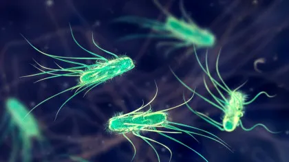 Un tratament revoluționar a distrus 99% din superbacteriile rezistente la antibiotice