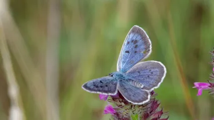 Oamenii de știință au aflat cum comunică omizile cu furnicile