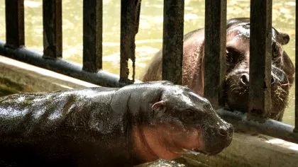 Un pui de hipopotam pitic face senzație la o grădină zoologică din Thailanda