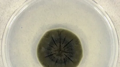 O ciupercă de la Cernobîl pare să fi dezvoltat o abilitate incredibilă