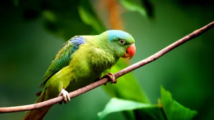 Se pare că nu doar oamenii, ci și papagalii folosesc nume pentru a vorbi între ei