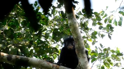 O specie complet nouă a fost descoperită în pădurea tropicală din Congo