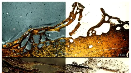 O teorie mai veche despre T. Rex, spulberată de un nou studiu. Ce s-a aflat acum despre „regele” dinozaurilor?