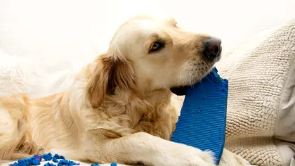 Legătura genetică dintre anxietatea câinilor și a oamenilor