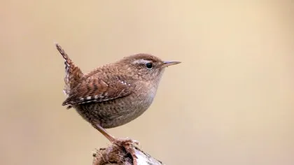 Păsările izolate pe insule evoluează diferit față de restul speciei