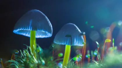 Un singur tratament cu psilocibină ar putea ajuta în dependența de cocaină