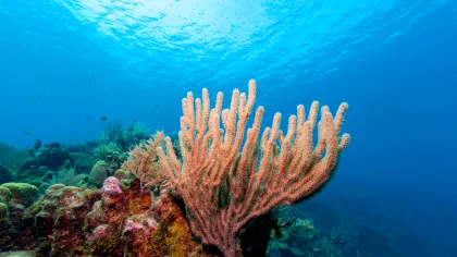 Descoperire rară în Marea Mediterană: Cercetătorii au găsit un recif de corali albi