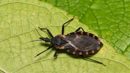 Test de cultură generală. Care este diferența dintre gândaci și insecte?