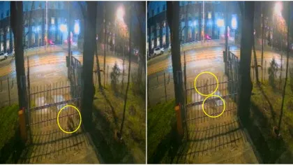 Imagini inedite în centrul Bucureștiului: trei vulpi au fost surprinse la Muzeul Antipa