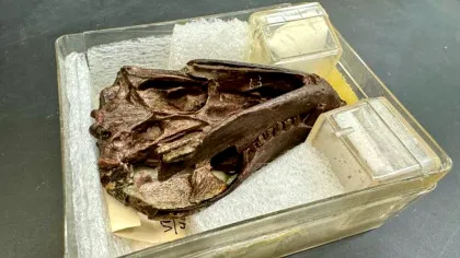 O fosilă de 250 de milioane de ani a dezvăluit ceva neașteptat despre mamifere