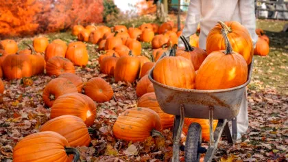 De ce dovlecii pot crește atât de mult, dar nu și alte fructe?