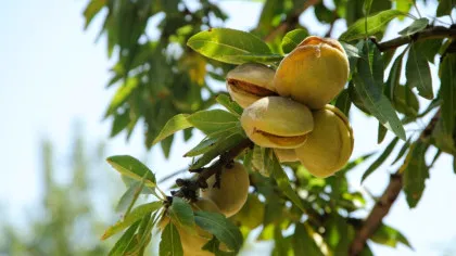 7 alimente esențiale pe care ar trebui să le mâncăm chiar de azi