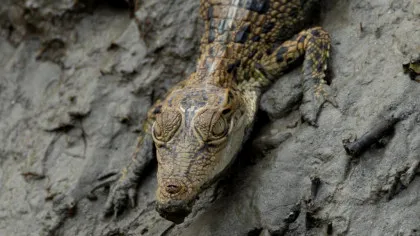 Test de cultură generală. Care este animalul cu cea mai puternică mușcătură?