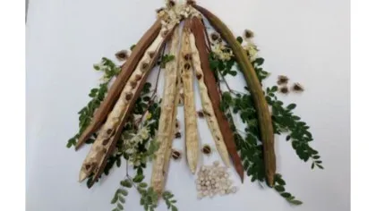 O plantă comună din Brazilia are potențialul de a elimina microplasticele din apă