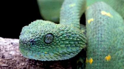 „Vederea termică” a șerpilor îi inspiră pe oamenii de știință să creeze un sistem de imagistică 4K pentru smartphone. Telefoanele viitorului vor vedea prin fum, ceață și întuneric