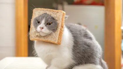 Test de cultură generală. Câte pisici există în lume?