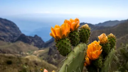 Cactușii sunt „mașinării” de evoluție rapidă, arată un nou studiu