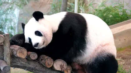 Japonia rămâne fără urși panda pentru prima dată în jumătate de secol