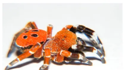 Un păianjen cu trăsături unice, nemaivăzute până acum, a fost găsit în Maroc