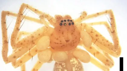 „Bijuteria” de la „gâtul” unui păianjen ascunde ceva mult mai periculos