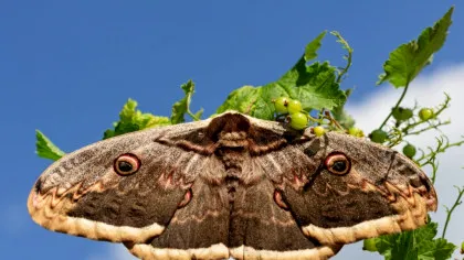 Iluminatul artificial nocturn suprimă activitatea moliilor