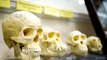 Arborele genealogic uman ar trebui refăcut, argumentează un nou studiu