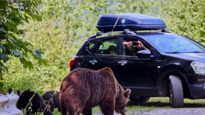 Lege nouă în România: urșii care intră în localități pot fi împușcați, amenzi uriașe pentru cei care îi hrănesc
