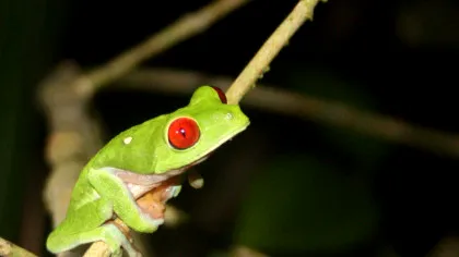 O nouă specie de broască a fost descoperită în Costa Rica. De ce este specială?