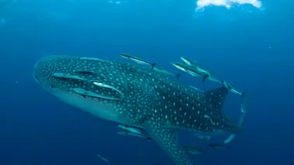 Test de cultură generală. În care ocean trăiesc cel mai mulți rechini?