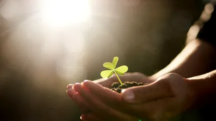 Oamenii de știință au descoperit că plantele „țipă” atunci când sunt stresate