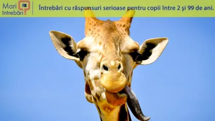 De ce au girafele limba mov închis?