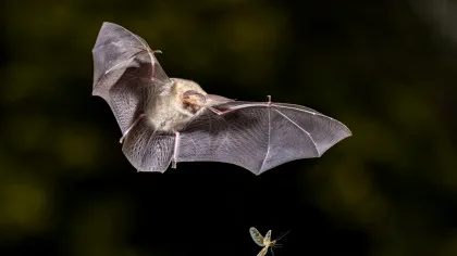 Liliecii pot avea o strălucire verde și nimeni nu știe de ce