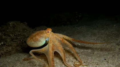 „Omogenocenul” sau cum oamenii fac ca fauna sălbatică să fie periculos de uniformă