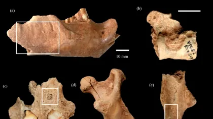 O colecție de oase dezvăluie dieta neanderthalienilor