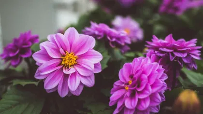 Daliile – flori spectaculoase cu istorie, varietate și adaptabilitate surprinzătoare (P)