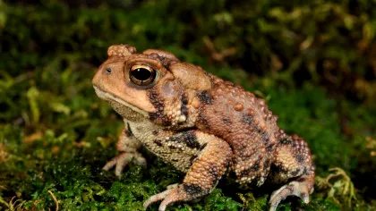 Test de cultură generală. Câte insecte poate mânca o broască într-o zi?