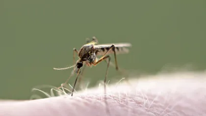 Virusul West Nile face ravagii în Europa. Care este situația în România?