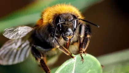 Oamenii de știință au învățat albinele „să citească” codul Morse