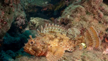 Omenirea, aproape de un obiectiv major cu privire la biodiversitatea globală