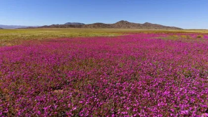 Florile umplu acum cel mai arid deșert de pe planetă. Cum este posibil?
