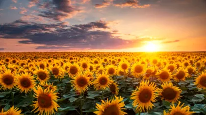 Încă un pas spre un viitor sustenabil: cercetătorii lucrează la bateriile din coji de semințe de floarea-soarelui