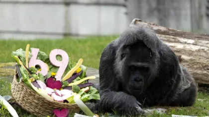 Cea mai bătrână gorilă din lume în captivitate și-a sărbătorit ziua de naștere la Zoo Berlin
