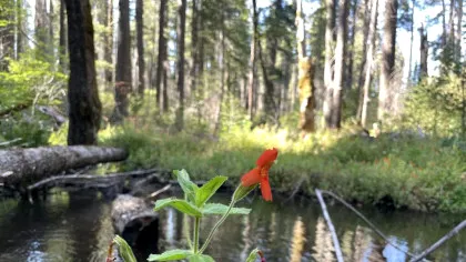 Cercetătorii au documentat un tip de evoluție rapidă nemaivăzut în sălbăticie până acum